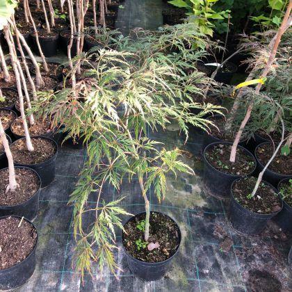 Klon palmowy Garnet 50-60 cm sadzonka w pojemniku!