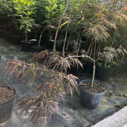 Klon palmowy Garnet 50-60 cm sadzonka w pojemniku!