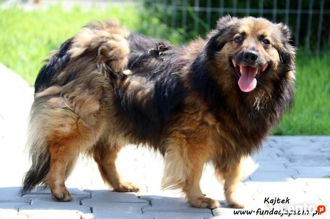 Kajtek - puchaty przyjaciel