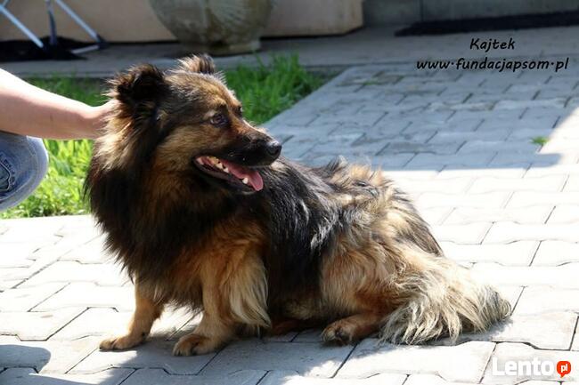 Kajtek - puchaty przyjaciel