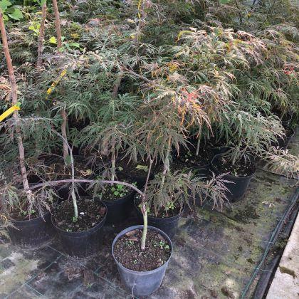 Klon palmowy Garnet 50-60 cm sadzonka w pojemniku!