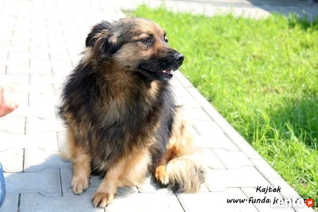 Kajtek - puchaty przyjaciel