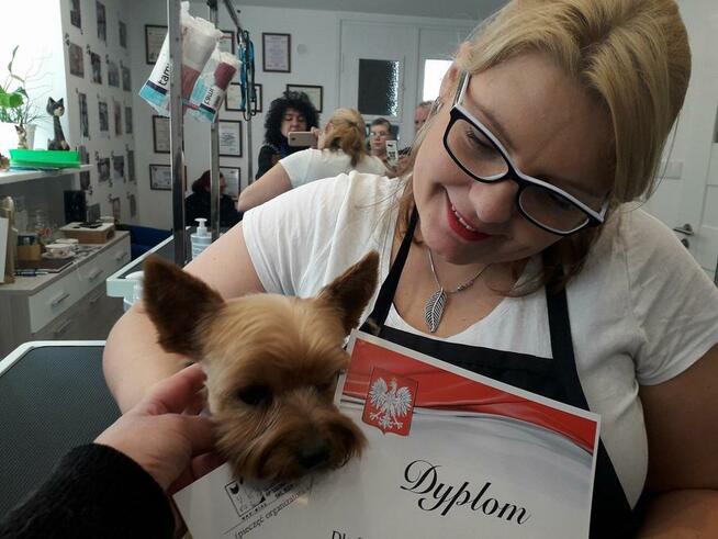 KURS GROOMINGU-STRZYŻENIE PSÓW ZAPRASZAMY SALON HAU-MIAŁ