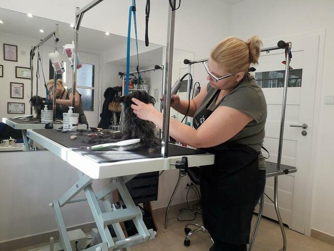 KURS GROOMINGU-STRZYŻENIE PSÓW ZAPRASZAMY SALON HAU-MIAŁ