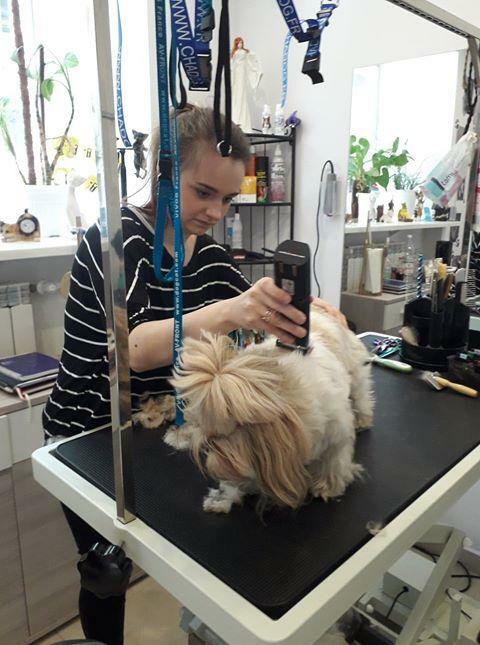 KURS GROOMINGU-STRZYŻENIE PSÓW ZAPRASZAMY SALON HAU-MIAŁ