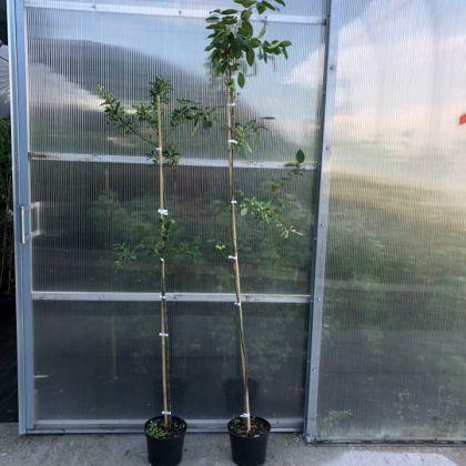 Jabłoń PROFESSOR SPRENGER 150-170 cm sadzonka w pojemniku!