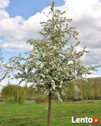 Jabłoń PROFESSOR SPRENGER 150-170 cm sadzonka w pojemniku!