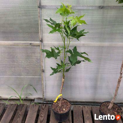 Ambrowiec amerykański Slender Silhouette 80-100 cm KOLUMNOWY