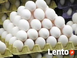 Ukraina. Jaja kurze dietyczne od 1,7zl opakowanie 10szt.