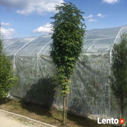 Jarzębina żółta FASTIGIATA 50-70 cm Produkt w pojemniku