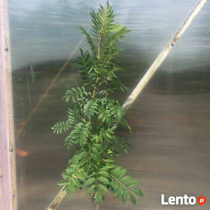 Jarzębina żółta FASTIGIATA 50-70 cm Produkt w pojemniku