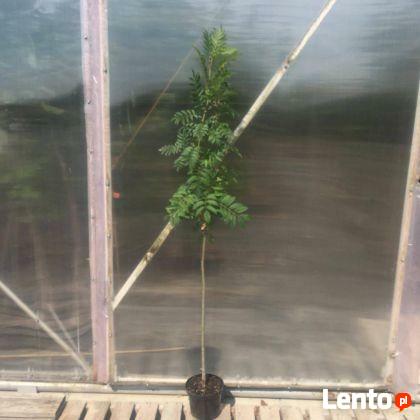 Jarzębina żółta FASTIGIATA 50-70 cm Produkt w pojemniku