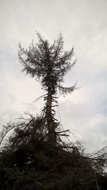 Wycinka drzew i pielegnacja ogrodów /rębak do gałezi