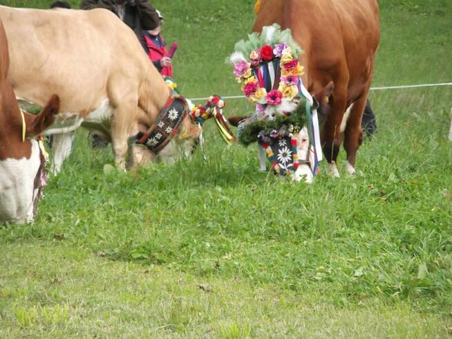Stryszawa Sucha Beskidzka- Dwie DZIAŁKI BUDOWLANE 14 i 19 ar