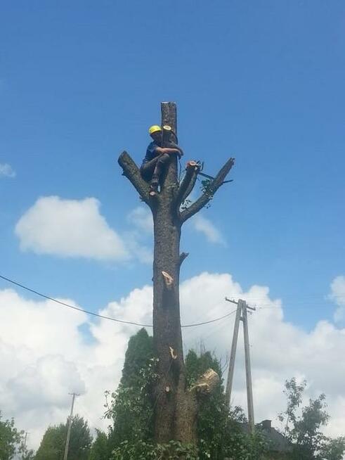 Wycinka drzew i pielegnacja ogrodów /rębak do gałezi