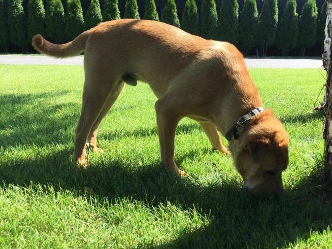 Młody SHAR PEI mix, grzeczny, domowy psiak ADOPCJA