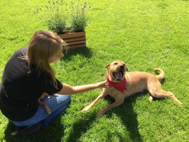 Młody SHAR PEI mix, grzeczny, domowy psiak ADOPCJA