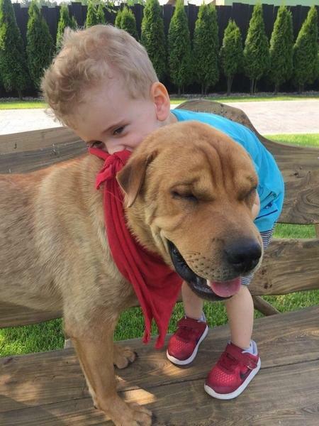 Młody SHAR PEI mix, grzeczny, domowy psiak ADOPCJA