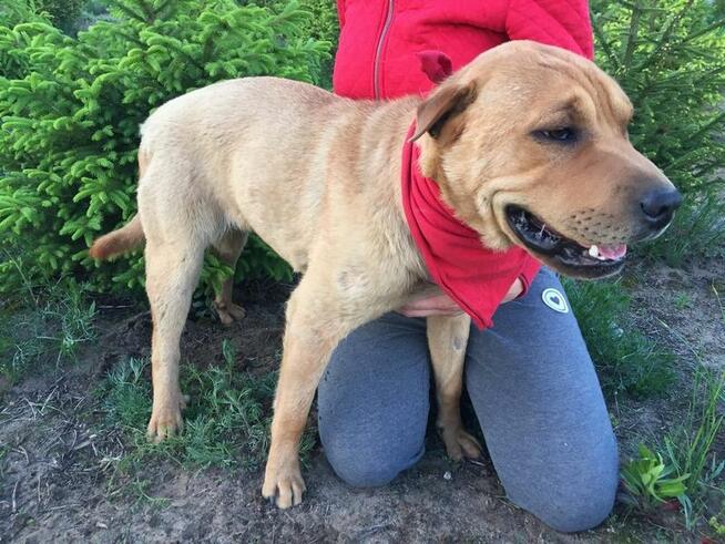 Młody SHAR PEI mix, grzeczny, domowy psiak ADOPCJA