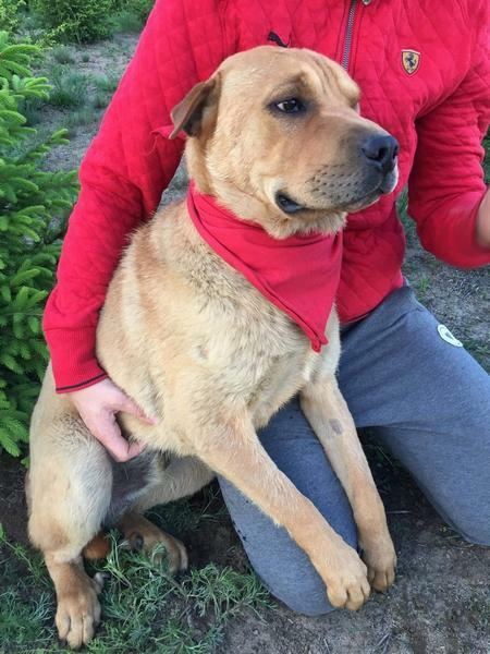 Młody SHAR PEI mix, grzeczny, domowy psiak ADOPCJA