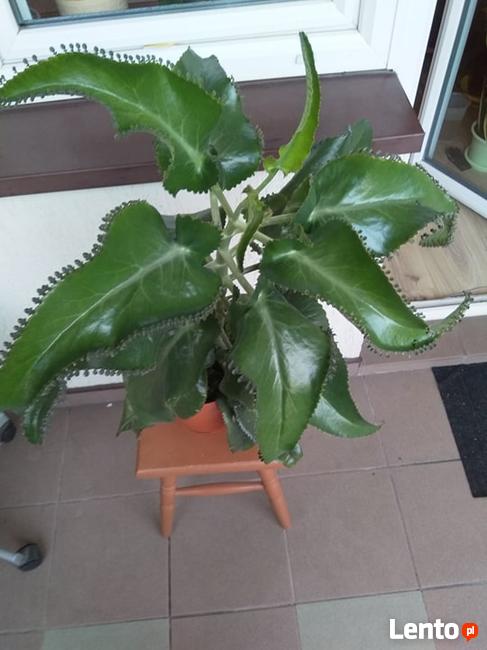 żyworódka lecznicza roślina na wiele chorób