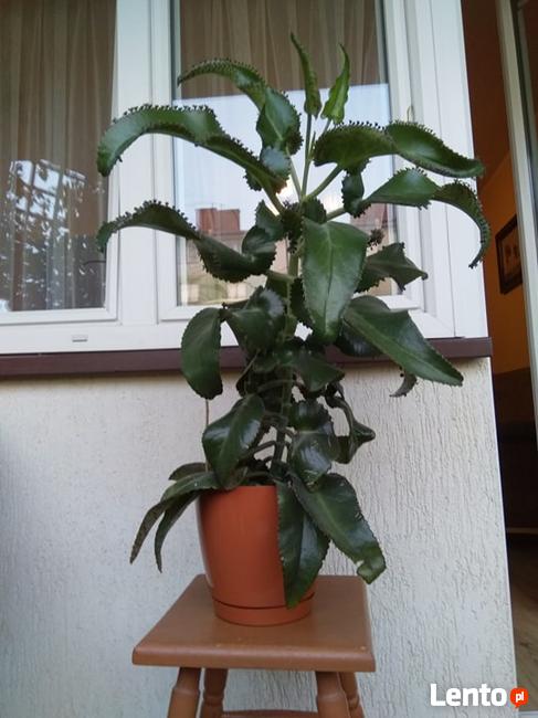 żyworódka lecznicza roślina na wiele chorób