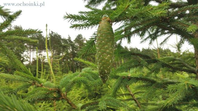 Hurtowa i detalicza sprzedaż choinek z własnej plantacji