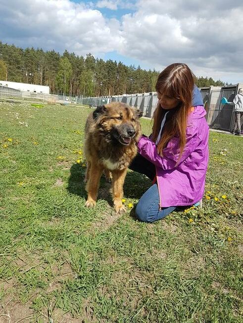 Miodek - w typie Długowłosy Owczarek Niemiecki; grzeczny