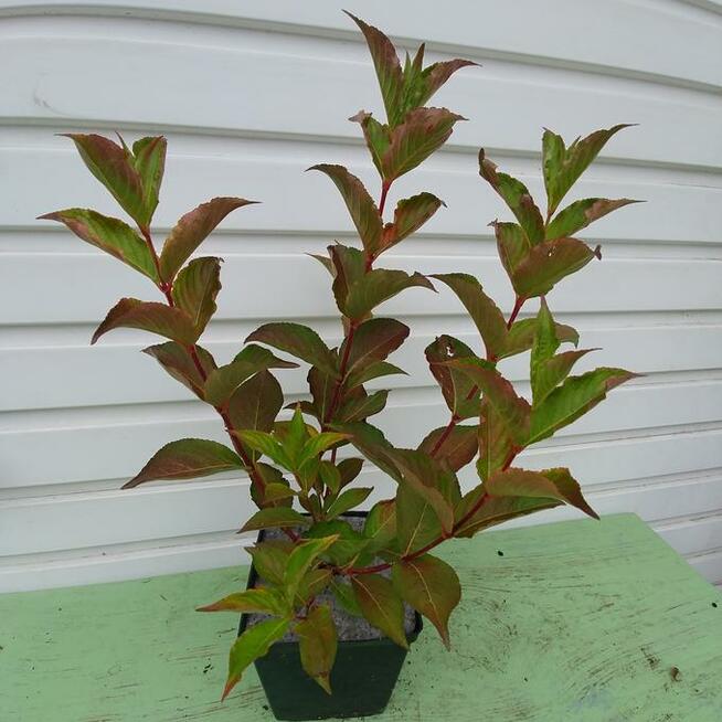 Krzewuszka cudowna, Krzewuszka weigela Bristol Ruby