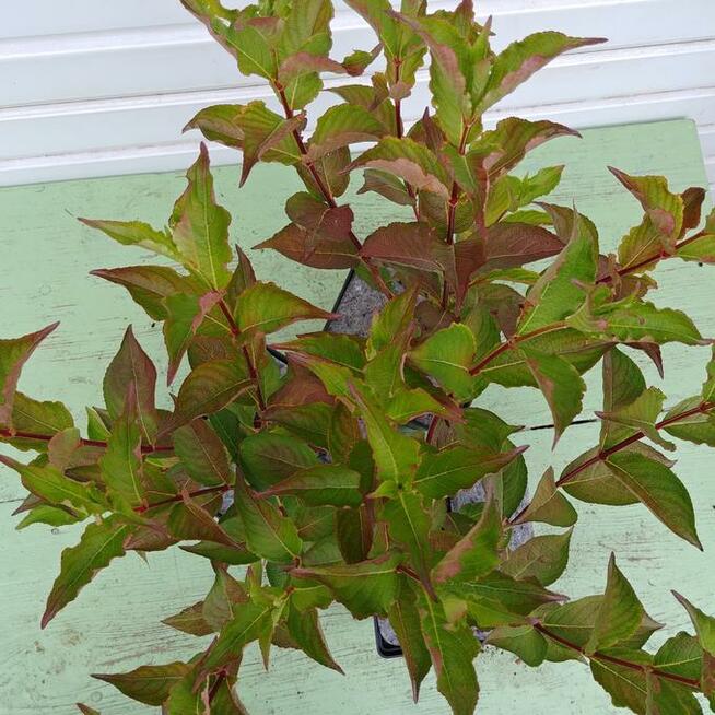 Krzewuszka cudowna, Krzewuszka weigela Bristol Ruby