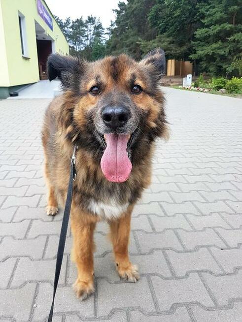 Miodek - w typie Długowłosy Owczarek Niemiecki; grzeczny