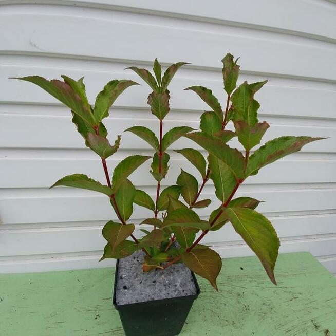 Krzewuszka cudowna, Krzewuszka weigela Bristol Ruby