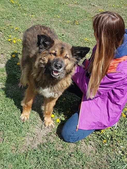 Miodek - w typie Długowłosy Owczarek Niemiecki; grzeczny