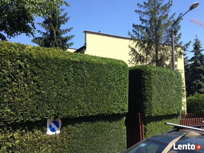 przycinanie tuji sląskie 601-756-149