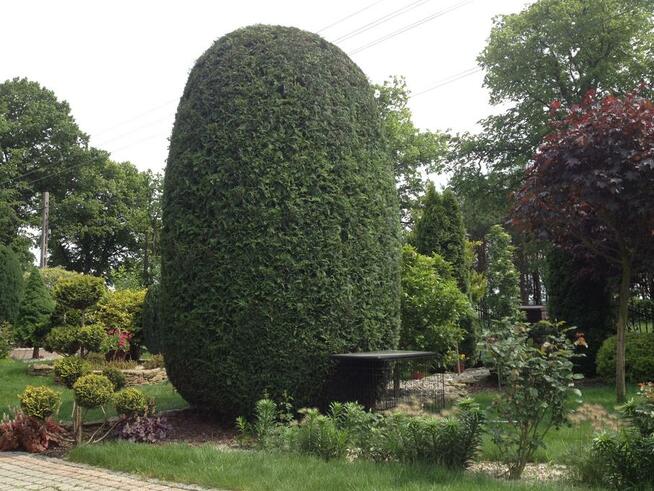 przycinanie tuji sląskie 601-756-149