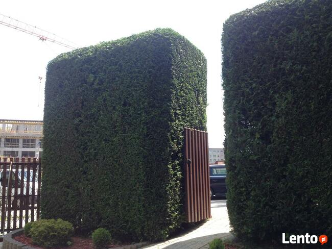 przycinanie tuji sląskie 601-756-149