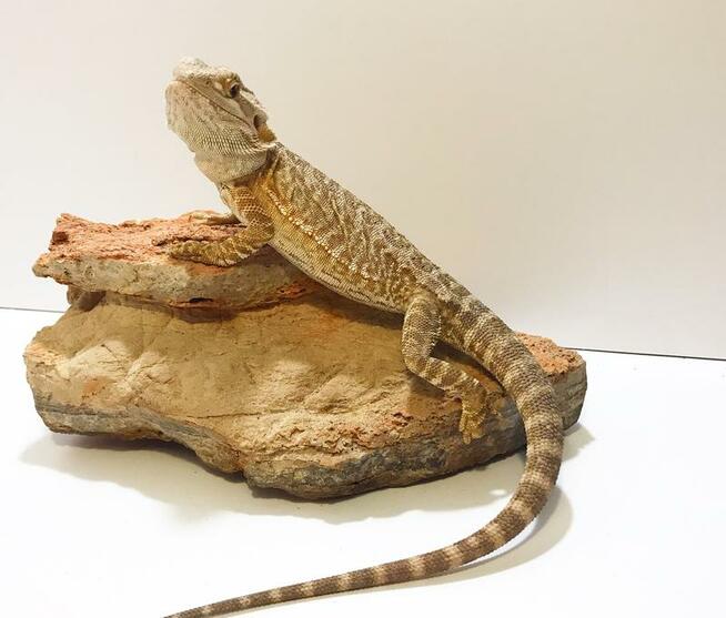 Agama brodata Orange leatherback