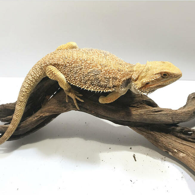 Agama brodata Orange