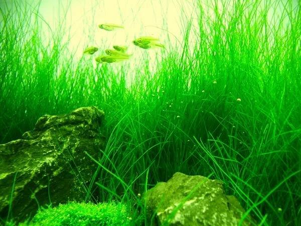 rośliny do akwarium ELEOCHARiS acicularis NASiONA XL wysyłka