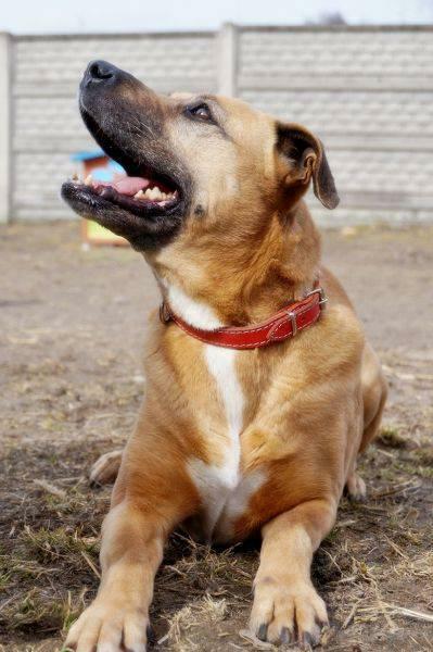 Mona - nie metryka się liczy, lecz stan ducha - adopcja