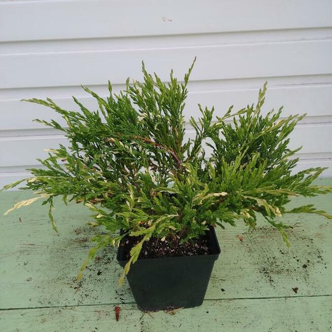 Jałowiec płożący Andorra Variegata w doniczkach 1,5 litra