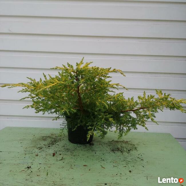 Jałowiec pośredni Mordigan Gold w doniczkach 1,5 litra