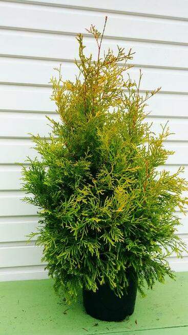 Tuja, Żywotnik zachodni Rheingold 60 cm w pojemniku