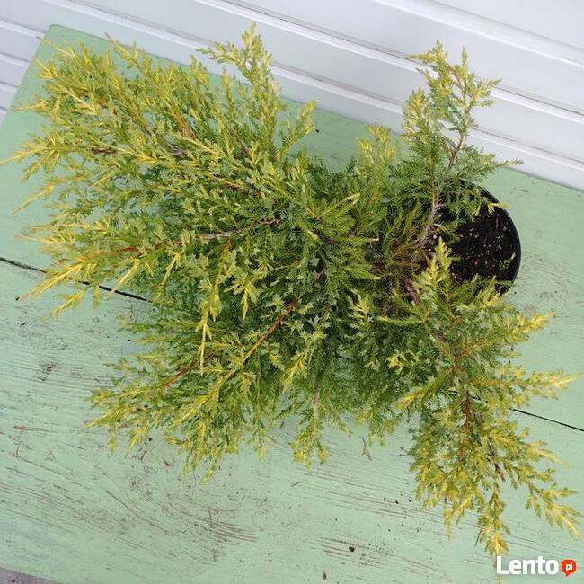 Jałowiec pośredni Mordigan Gold w doniczkach 1,5 litra