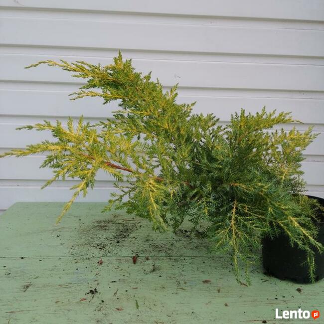 Jałowiec pośredni Mordigan Gold w doniczkach 1,5 litra