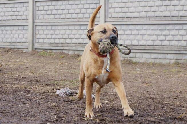 Mona - nie metryka się liczy, lecz stan ducha - adopcja