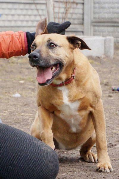 Mona - nie metryka się liczy, lecz stan ducha - adopcja