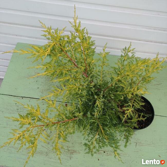 Jałowiec pośredni Mordigan Gold w doniczkach 1,5 litra