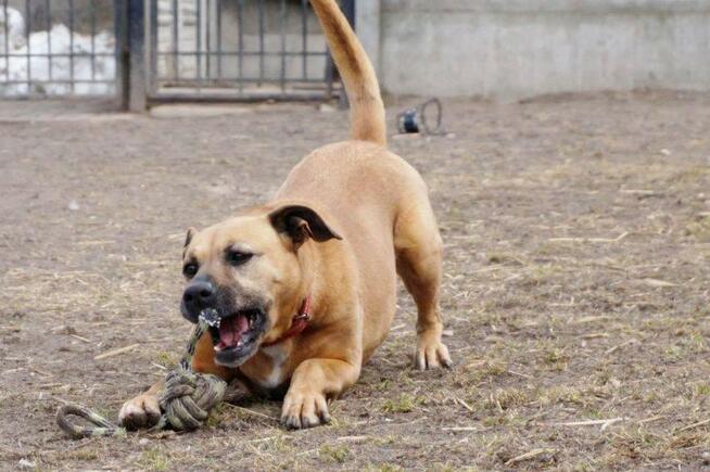 Mona - nie metryka się liczy, lecz stan ducha - adopcja