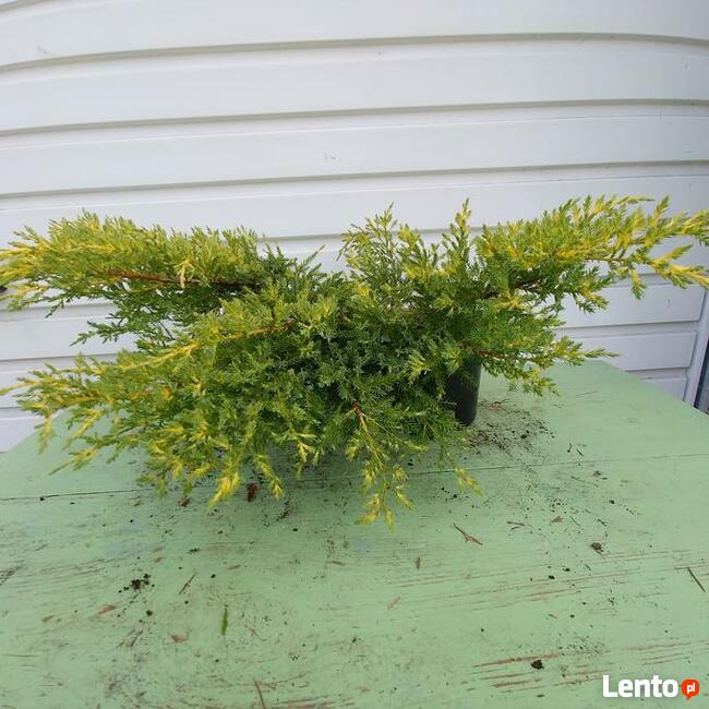 Jałowiec pośredni Mordigan Gold w doniczkach 1,5 litra